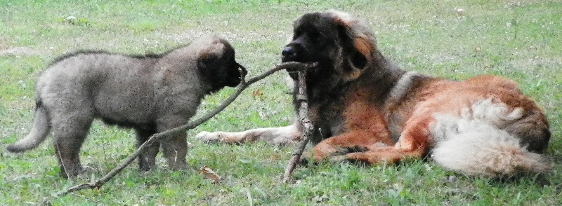 Gibson brontosaure de la Vallée des Mammouths